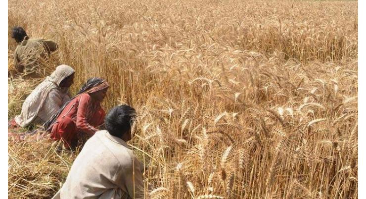 Farmers decry Sindh govt for not subsidizing wheat seed
