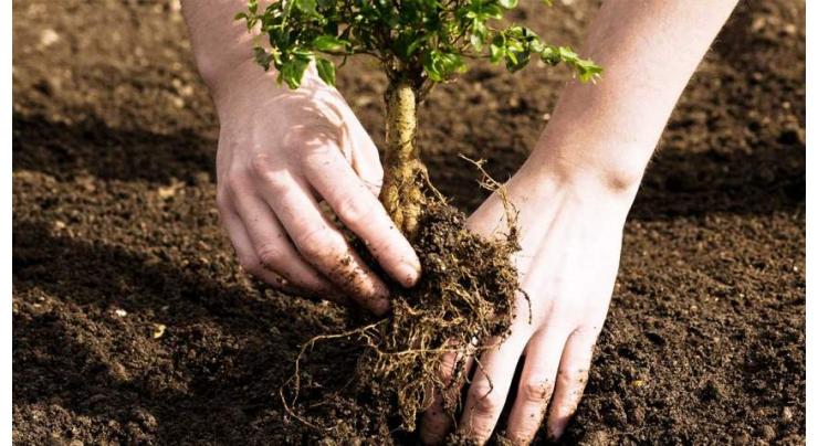 114.349 mln saplings ready for plantation in spring season in KP: Forest Dept
