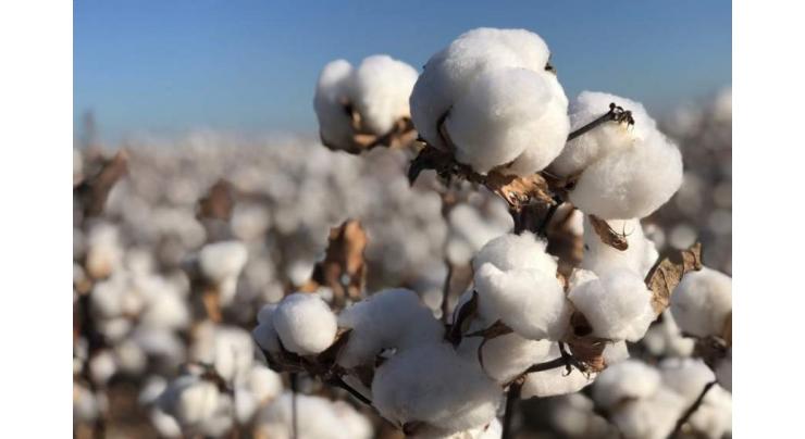 Pak-China cooperation program on cotton improvement underway

