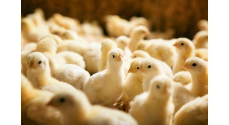 Germany to be 'first country' to end culling of male chicks
