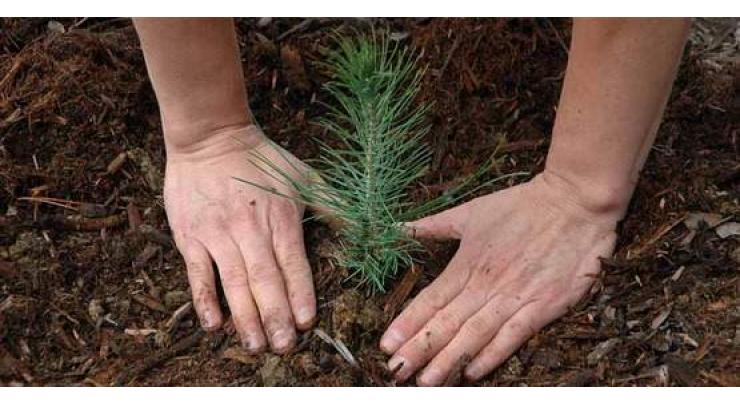 Mayor Islamabad planted pine tree at NPC
