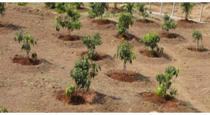 Arrangements completed to start tree plantation drive in February
