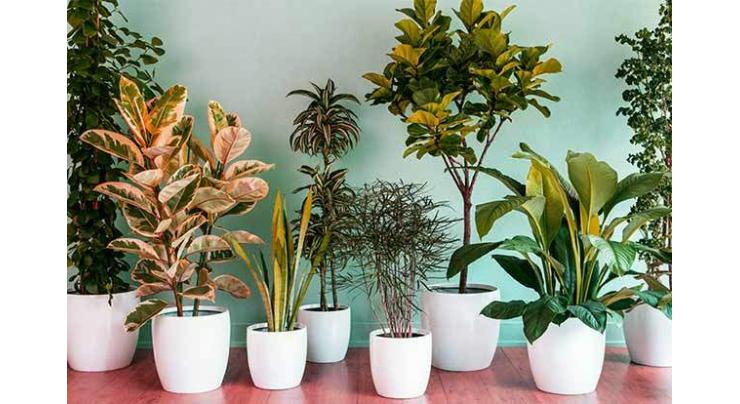 Plants at home may up positive mental well-being
