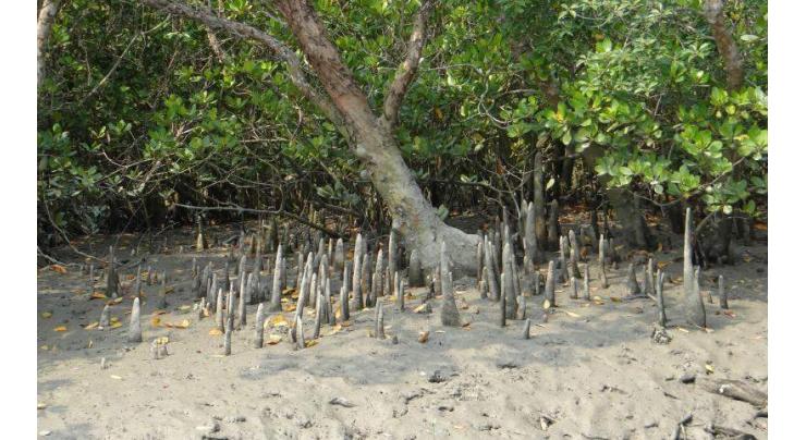 KPT plants 4,800 mangrove trees
