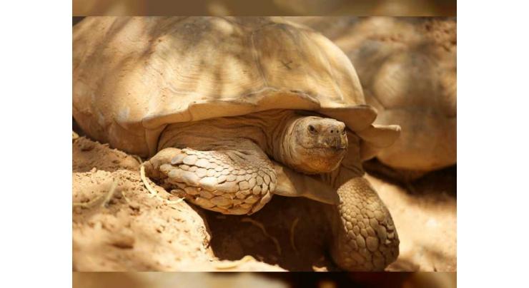 EAD produces new feature documentary entitled ‘Wild Abu Dhabi: The Turtles of Al Dhafra’