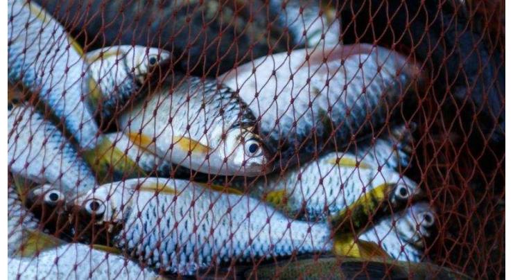 Over 87,482 metric tons of fish, fish preparations worth $185.088 mln exported in 06 months
