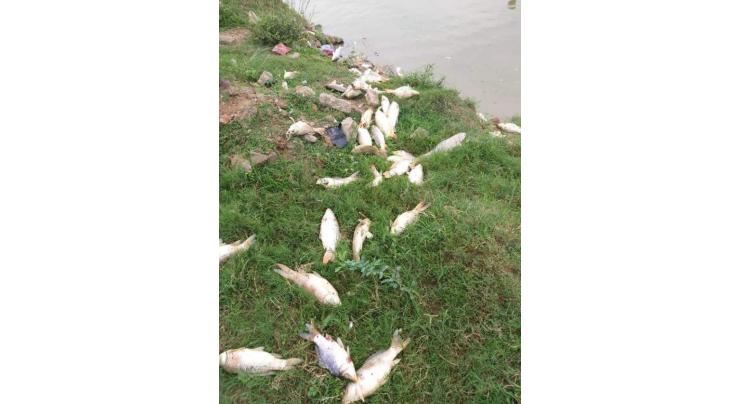India releases poisonous water into Sutlej river, kills large number of fish