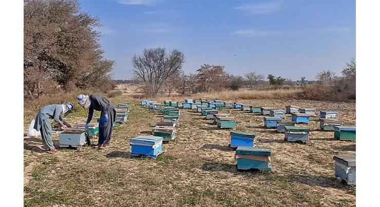 Beekeeping thrives in Pakistan with $6 million in honey exports to Saudi Arabia, UAE, Kuwait
