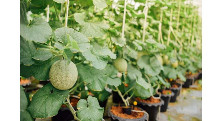 Advisory for growers of melon cultivation
