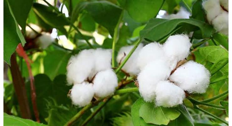 China's cotton imports expand in 2020
