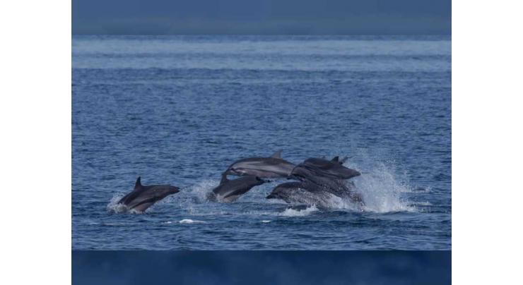 Rare dolphin recorded off Fujairah