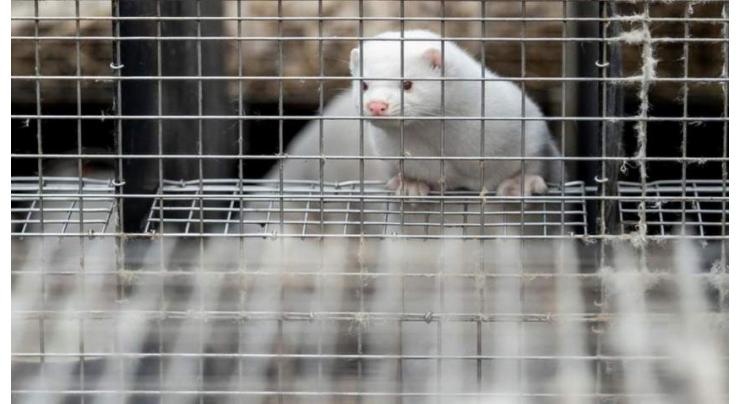 EU calls for regular virus tests on mink farms
