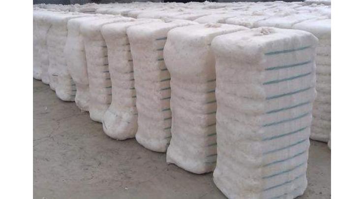 Over 5.6m cotton bales reach ginneries across Pakistan
