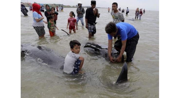 Over 50 Pilot Whales Die in Indonesia From Being Stranded in Shallow Waters - Authorities