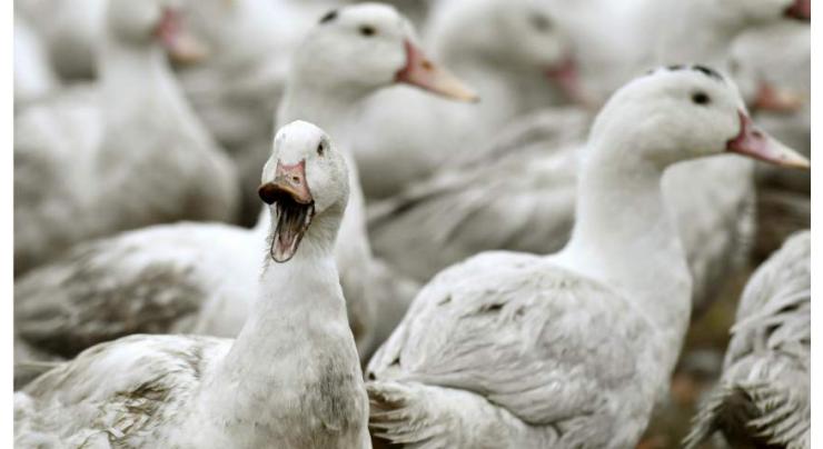 Russia Confirms 1st Case of Human Infection With H5N8 Strain of Bird Flu - Watchdog