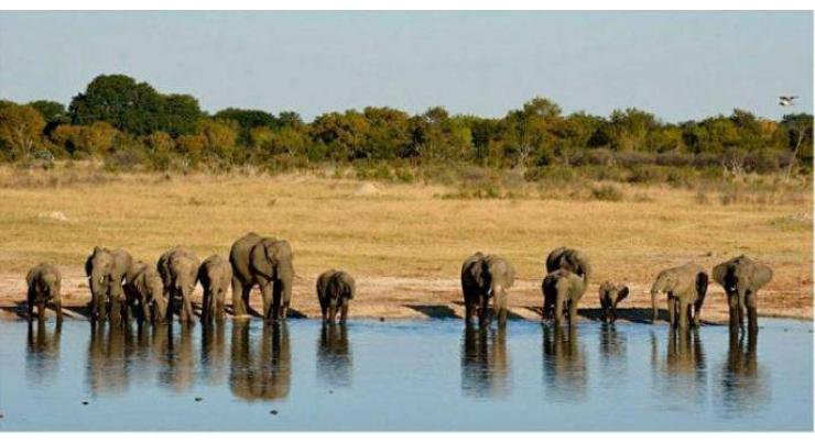 UNEP sounds alarm over loss of  wildlife, natural resources
