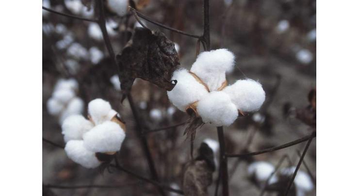 Cotton price touches sky  