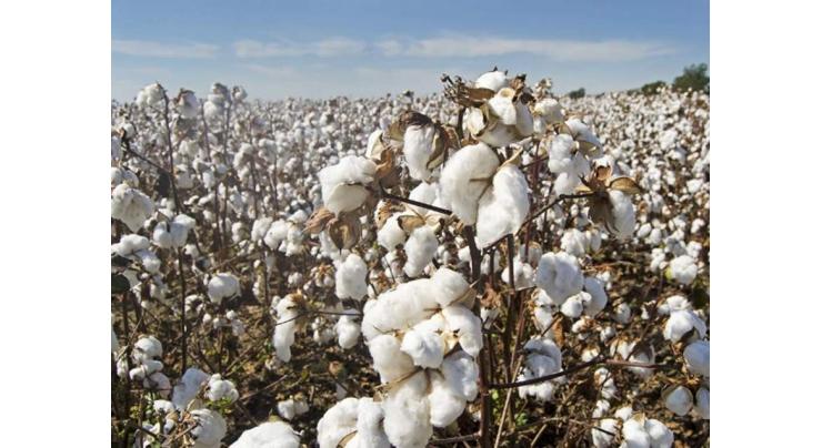 Farmers to get registered seed varieties on subsidy to revive cotton
