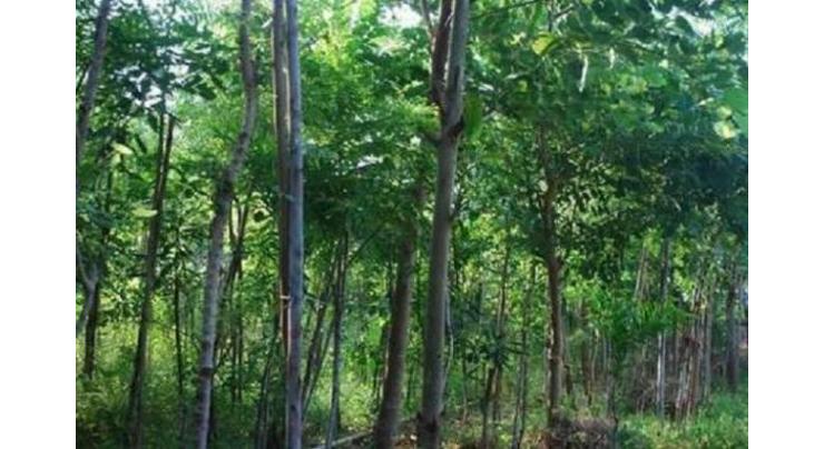 Miyawaki forest is absolute need to cope with environmental pollution: Administrator
