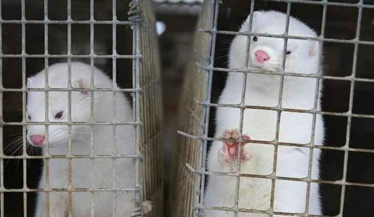 Denmark Announces Tender to Exhume, Transport Culled Mink For Incineration