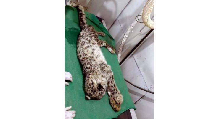 Injured snow leopard succumbs to wounds
