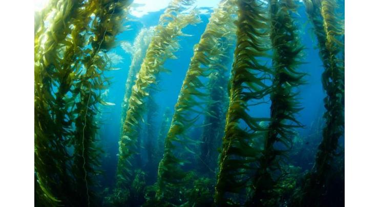 US scientific grow kelp in ocean for bio-fuel  energy
