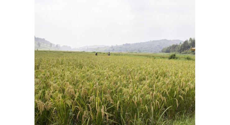 Farmers advised to eliminate weeds from Maize crops
