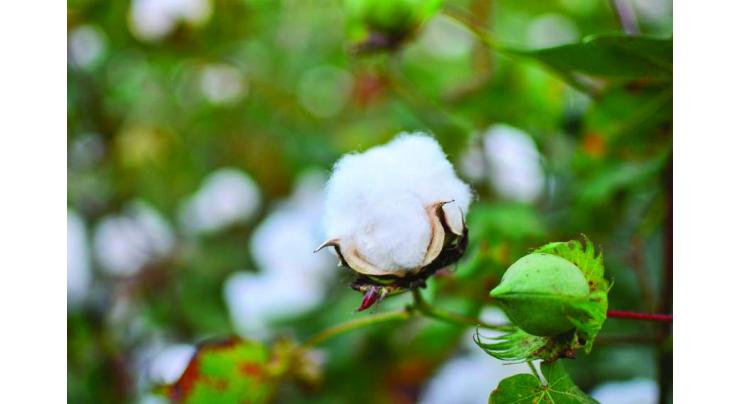Awareness starts against attack of Gulabi Sundi on cotton crops
