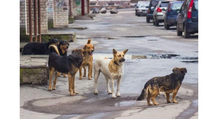 Negligence on stray dogs killing drive: two health officials suspended
