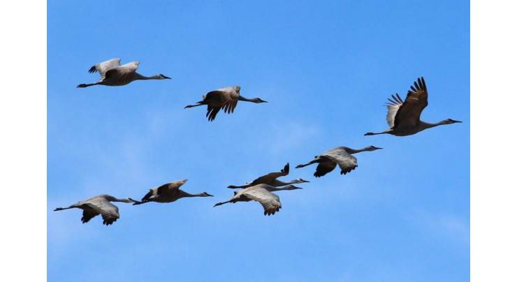 Migratory birds start return flight

