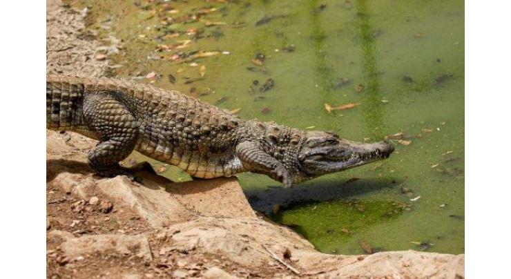 Hunt still on for S.Africa's escapee crocodiles
