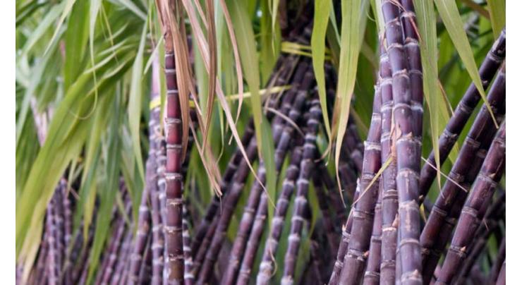 Sugarcane cultivation should be completed immediately
