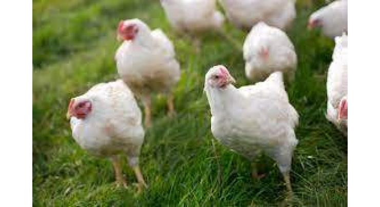 Increase in Chicken prices challenged before LHC