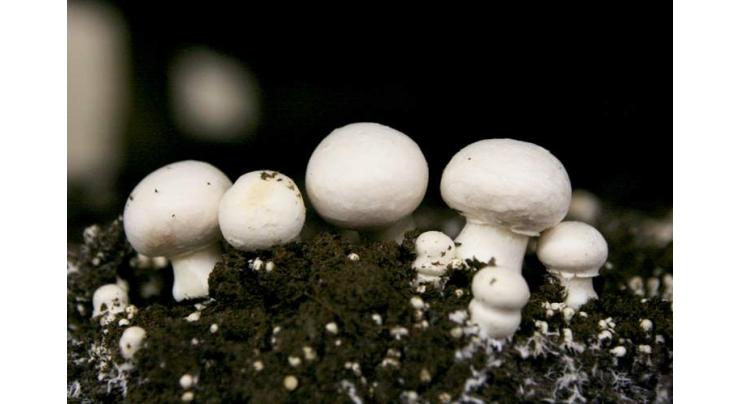 VC SAU encourages farmers to cultivate mushrooms crop

