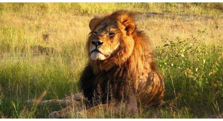 Lions maul man to death at South African game reserve
