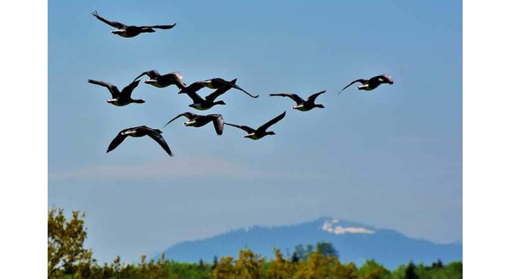 Citizens express concerns over illegal hunting of migratory birds
