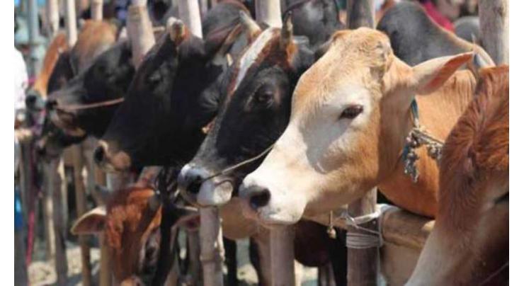 Call for providing loans to cattle breeders on easy terms

