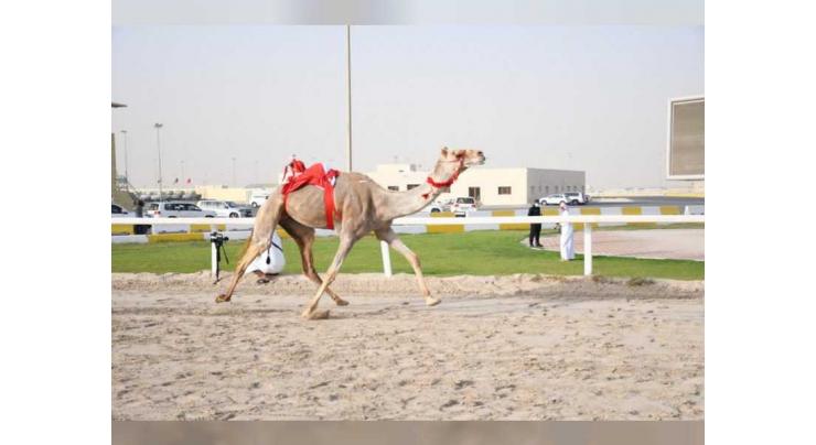Presidential Camels dominate ‘Al Shahaniya&#039; camel race final meeting in Qatar