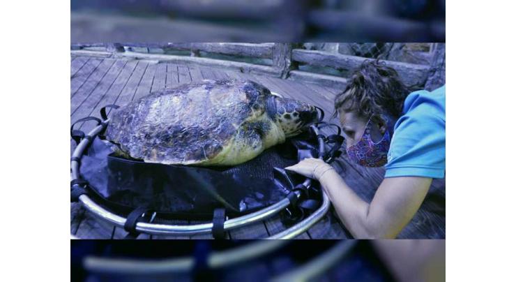 EAD, National Aquarium team up to rescue endangered loggerhead turtle