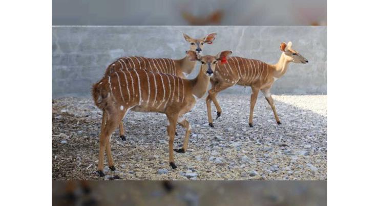 Sharjah Safari welcomes 121 new animals