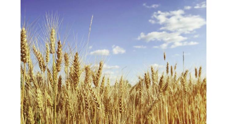 Growers advised to keep weather situation in mind before harvesting wheat crop
