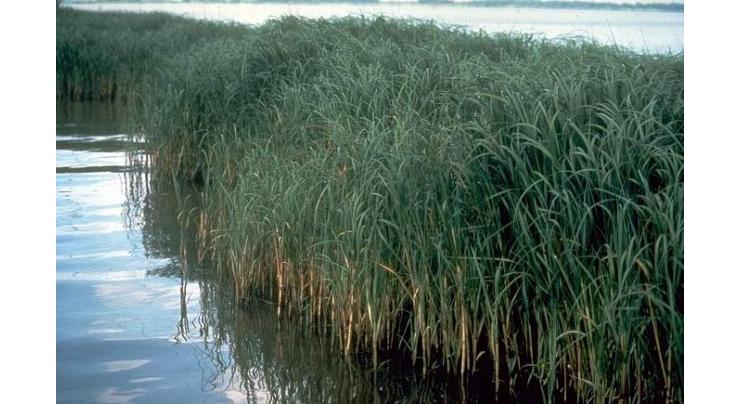 Halophytes can help in reducing transpirational water loss:  Dr Sergey
