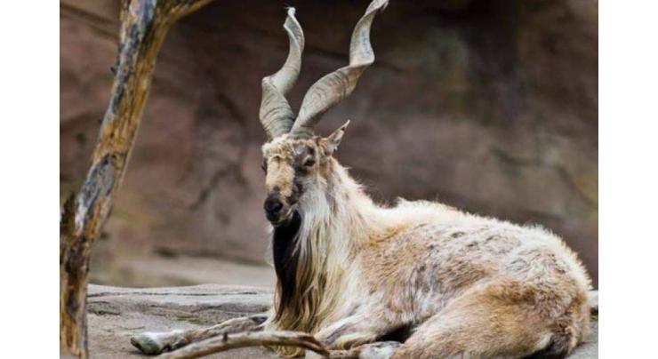 Ceremony held to distribute cheques among communities as share from Markhor Trophy hunting
