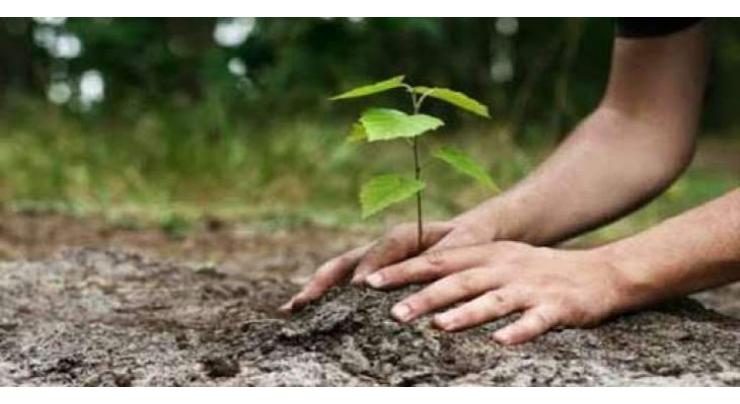 S. Mongolian province launches tree-planting campaign to combat desertification
