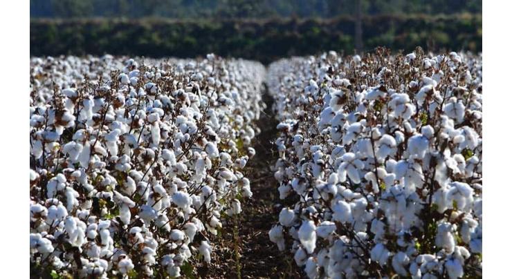 Spot rates of cotton (Crop 2020-21)
