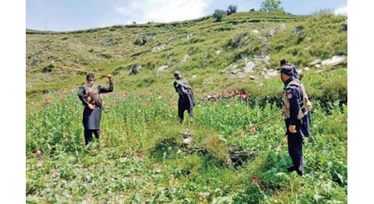 Poppy crop destroyed over 207 kanals in Mohmand district
