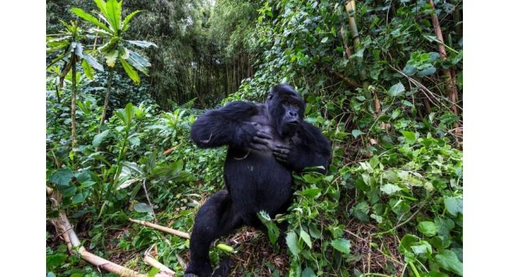 Big beats: Gorilla chest thumps 'signal' body size
