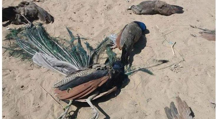 Over 50 peacocks die in Tharparkar, scores suffering mysterious disease
