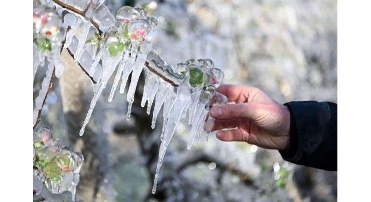 Italy's sparkling apple trees are frozen to survive
