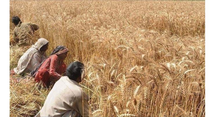 Wheat harvesting kicks off  in South Punjab
